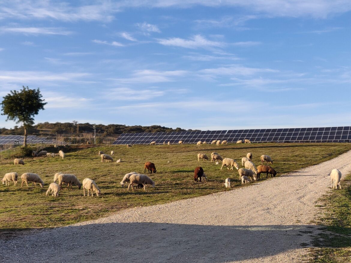 Glennmont lancia BNZ