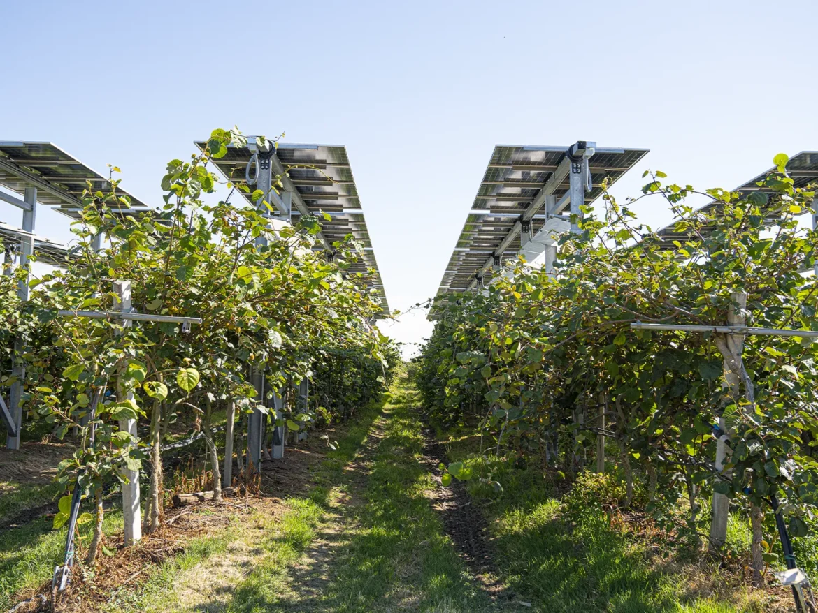 bando agrivoltaico bando agrivoltaico