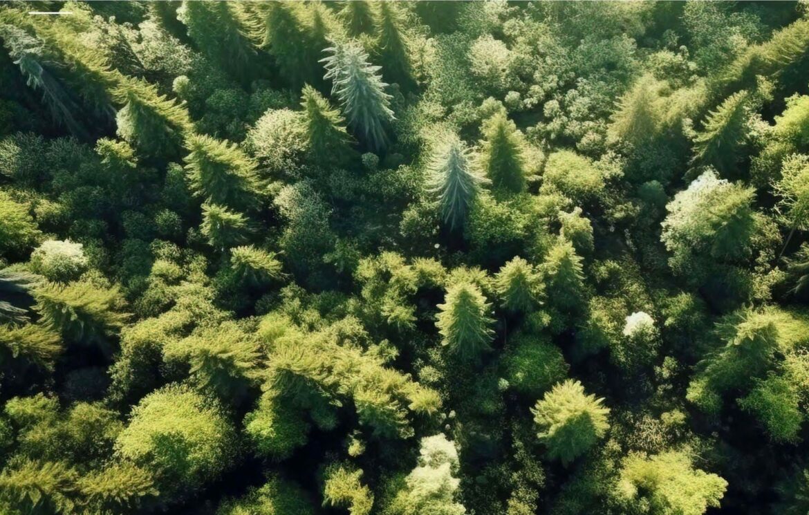 Altea Green Power accanto al consorzio forestale Alta Valle Susa